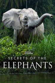 Secrets of the Elephants (2023) EP.1-4 ซับไทย ซีรีย์สารคดี