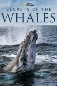 Secrets of the Whales (2021) EP.1-4 ซับไทย ซีรีย์สารคดี