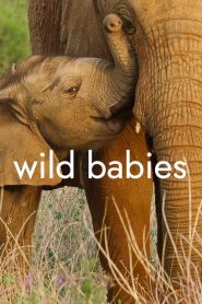 Wild Babies (2022) เกิดในป่า EP.1-8 ซับไทย